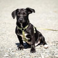 Mimba sucht sein Glück ..., Hund zur Adoption