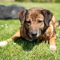 Taxina wünscht sich ein schönes Zuhause, Hündin zur Adoption