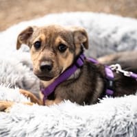 Galina sucht ihr Für-Immer-Zuhause!, Hündin zur Adoption