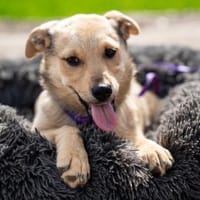 Wer schenkt Lisana ein zu Hause..., Hündin zur Adoption