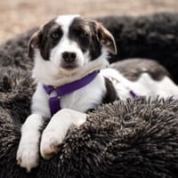 Lissa unsere kleine Schönheit, Hündin zur Adoption