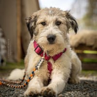 Anastasia (Ana) - Schönheit aus Lancram, Hündin zur Adoption