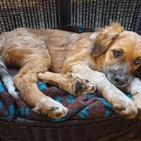 lieber, freundlicher Theo 🥰, Hund zur Adoption