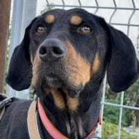 Wunderschöner Baki sucht dich, Hund zur Adoption