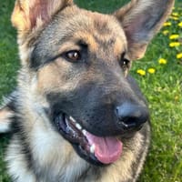 Ares  auf Teamsuche, Hund zur Adoption