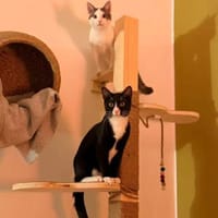 Robin & Zefir 2 kleine lustige Clowns, Kater zur Adoption