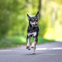 Maya sucht weltbestes Zuhause, Hündin zur Adoption