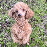 Ein Pudel zum verlieben, Hund zur Adoption