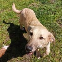 Herr Sander wartet auf dich, Hund zur Adoption