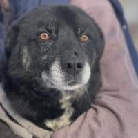 Schmusebacke Peer sucht sein Körbchen, Hund zur Adoption