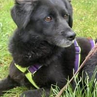 Maja sucht Ihre Senioren auf 2 Beinen, Hündin zur Adoption