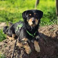 Moni hat ein offenes, freundliches Wesen, Hündin zur Adoption