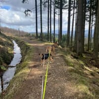 Optimista, tapfere Hundemama ca. 10 J., Hündin zur Adoption