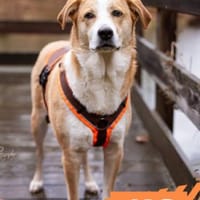 Jas - suche souveräne Partner, Hündin zur Adoption