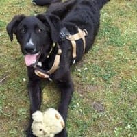 Bezaubernde Gini, Hündin zur Adoption