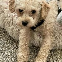 Rumli  ++Anfragstopp++, Hund zur Adoption