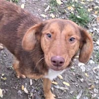 Sanfte Yeta, Hündin zur Adoption