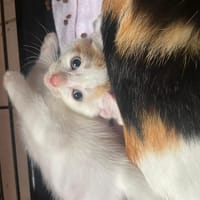 SOUP, chat à adopter