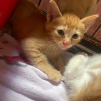 SEGO, chatte à adopter