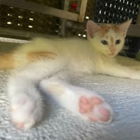 MIETTE, chat à adopter