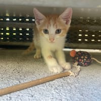 MAMBO, chat à adopter