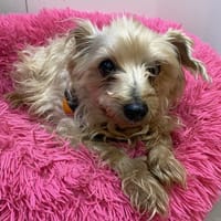 COOKI, chien à adopter