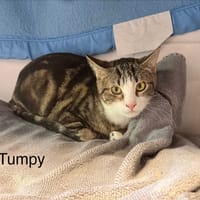 Tumpy, chat à adopter