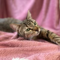 WILMA, chatte à adopter