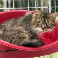 Lyro CAB5407, chat à adopter