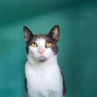 vero, chatte à adopter