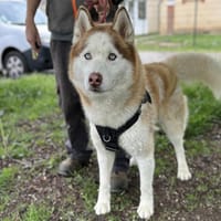 SIMBA, chien à adopter