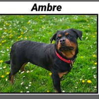 AMBRE, chienne à adopter