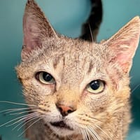 Reiner, chat à adopter