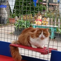 Carotte, chat à adopter