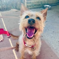 JUANIMBA, chien à adopter
