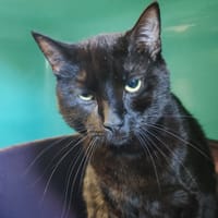 TIPOUPOUTE, chat à adopter