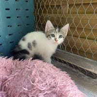MING, chatte à adopter