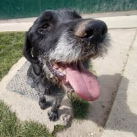 MISS, chienne à adopter