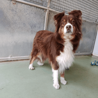 MADISON, chienne à adopter