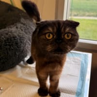 Dina, chatte à adopter