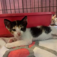 SIRI, chatte à adopter