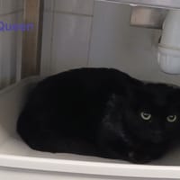 Queen, chatte à adopter