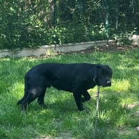 OAA19981 FANTIN, chien à adopter