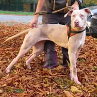 ATHYLA, chienne à adopter