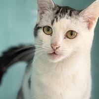Peach Cab5440, chatte à adopter