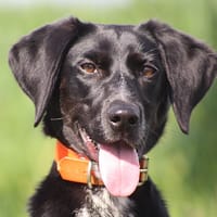 NEVADA, chienne à adopter
