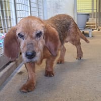 XABI, chien à adopter