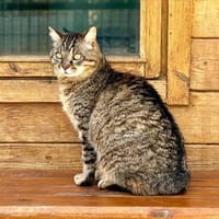 Hermione, chatte à adopter