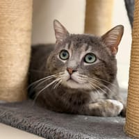 Bretzel CAB5380, chat à adopter