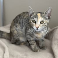 Rose CAB5434, chatte à adopter